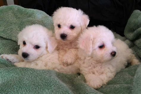 Jan 11, 2019 Welcome to retirement, Westminster style. . Akc bichon frise breeders